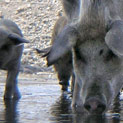 Behebung von wildschweinschäden